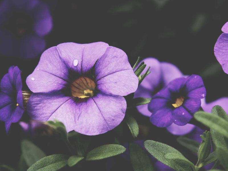 sudoku classic screenshot 5